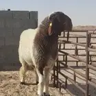 فحل نعيمي صنف جذع فاخر
