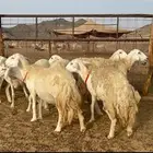 غنم حرية رخال حرش صنف 60 تحتها 1 ماشاءالله