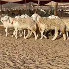 غنم حرية صنف حرش مزاين ماشاءالله 130