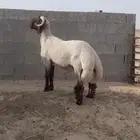 فحل نعيمي صنف جذع فاخر
