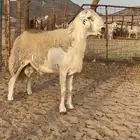 فحل حري حرش صنف لاهل التميز نادر