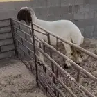 فحل نعيمي جذع خصم صنف فاخر رس وزين