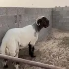 فحل غنم نعيمي جذع صنف ادبس