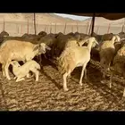 غنم حرية صنف متابيع 67 تحته 67