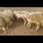 غنم حريات وبره وجرم ماشاء الله