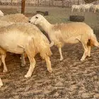 غنم حريات حرش مراح 34