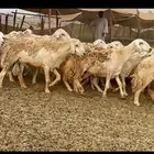 غنم حريات مراح حرش وسم واحد