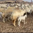 غنم حريات متابيع 47 تحتها 47 حرش وسم واحد