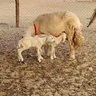 غنم حرية جروم 50 مراح واحد