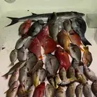 رحلات صيد سمك فردية بالنفر