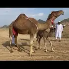 ناقه خلفه هديه طيبه ماشاءالله
