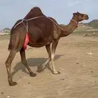 ناقه خلفه حمراء دم فارعه ماشاءالله
