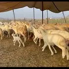 غنم حرية متابيع منوة القناي 60 تحتها 60