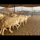 غنم حرية جرروم صنف وبره 45