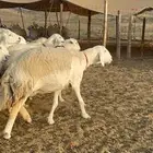 غنم حرية صنف جروم شي نادر مراح واحد