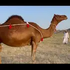 ناقتين القاح حمر ساحلية كفو