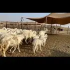 غنم حرية خلفات مراح 62 تحتها 62 بفحلها