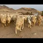 غنم حرية حرش صنف 61 تحتها 61