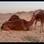 خلفه بكر اول ولده حمرا دم فرديه