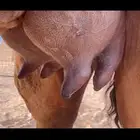 ناقه خلفه حمراء هاديه منيحه كفو