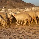 غنم حرية جرروم شي نادر ماشاءالله 81