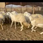 غنم حرية مراح حرش متابيع 66 تحتها 18