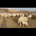 غنم حرية دفيع منوة القناي 50 تحتها 1