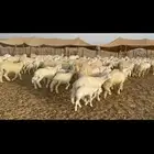 غنم حرية متابيع صنف حرش 62 تحتها 62