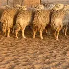 غنم حريات حرش صنف درجة أولى ( تم البيع )