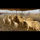 غنم حرية متابيع حرش 45 تحتها 45 بلفحل