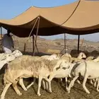 غنم حريات صنف نخبة ضغط عالي (تم البيع)