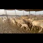 غنم حرية طايفيه صنف متابيع 67 تحتها 67 بلفحل