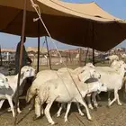 غنم حريات حرش صنف فاخر (تم البيع)