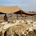 غنم حريات حرش صنف فاخر (تم البيع)