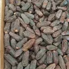 تمور فاخره البيع جمله