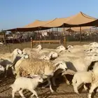 غنم حريات حرش دفيع وخلفات (تم البيع)