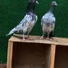 جوز رام بوري تم البيع