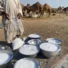حليب إبل صغار نياق شي نظيف وحلب يومي وتوصيل داخل جدة