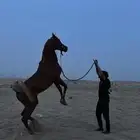 حصان واهو اشق مذهب