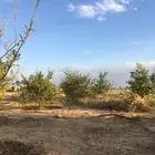 للبيع اشجار ليمون