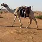 رحول طيبه .. تم البيع