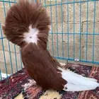 جاكوبين