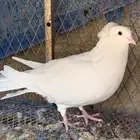 مصري  تم البيع ...