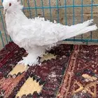 جوزين كيرلي اى مفتل((تم البيع ))