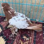 كيرلي وايت سايد
