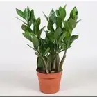 نباتات طبيعية