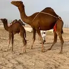 خلفه حمرا بكر حمراء توت (تم البيع)