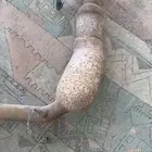 دبات تلوث رنج