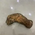 سمكه متحجره