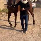 السلام عليكم حصان سباق